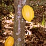 V festival del cacao en el Socorro, Santander