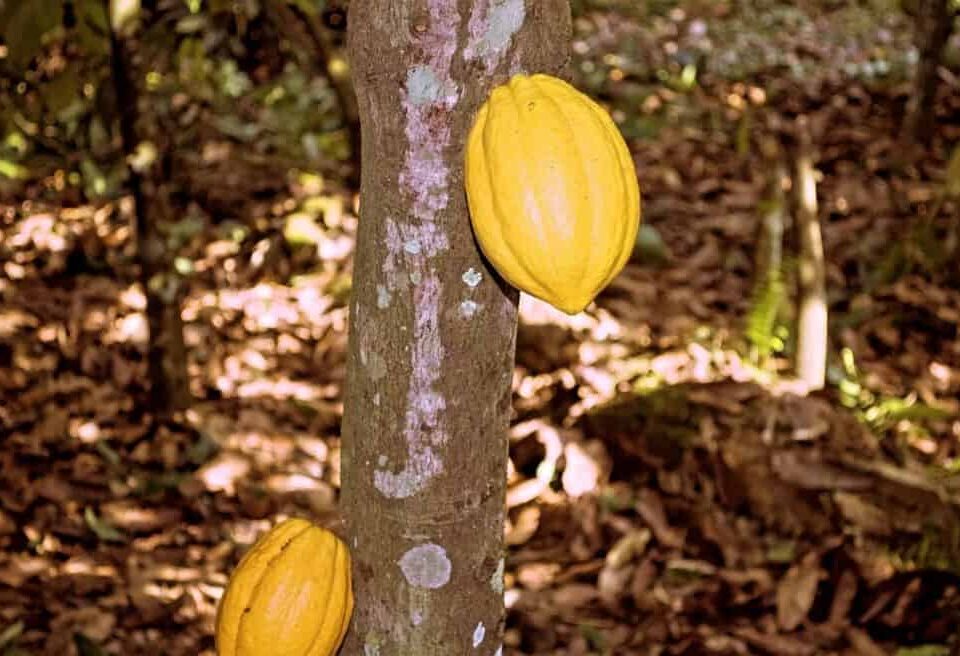 V festival del cacao en el Socorro, Santander